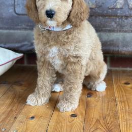Goldendoodle Puppies from Zink Doodles
