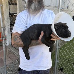 Cane Corso Puppies from Corso Empire