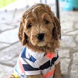 Goldendoodles from Texas Dapper Doodles