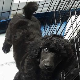 Poodle Puppies from Patricia Elliot