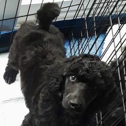 Poodle Puppies from Patricia Elliot