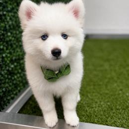 Orion - White male Pomsky puppy in Lincoln, Nebraska from Blue Heaven Pomsky
