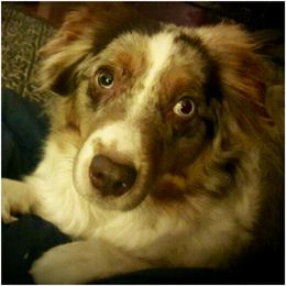 Callie - Miniature American Shepherd