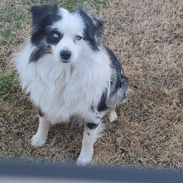 Bourbon - Miniature Australian Shepherd