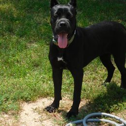 Cane Corso All Grown Up from Jay Harrison