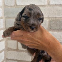 Rei - Merle female Bernedoodle puppy in Ogden, Utah from Salty Point Doodles