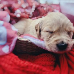 Golden Retriever Puppies from Great Lakes Golden Retreivers