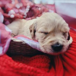 Golden Retriever Puppies from Great Lakes Golden Retreivers