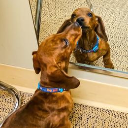 Mom - Dachshund
