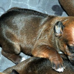 Boy 5 - Rd whtn blk nose Rhodesian Ridgeback puppy in Bronson, Florida from Chioke Rhodesians