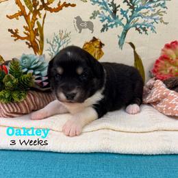 Oakley - Black tri-color male Australian Shepherd puppy in El Dorado Springs, Missouri from OR Aussies