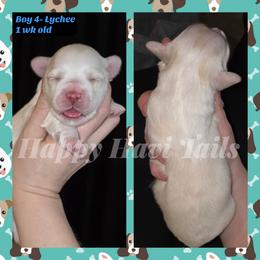 5th born- no name yet - Cream male Havanese puppy in Kansas City, Missouri from Happy Havi Tails
