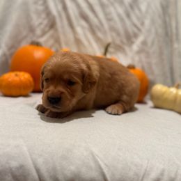Kuri - Golden female Golden Retriever puppy in Escondido, California from Sandy Acres Golden Retrievers