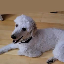 Noodle - Poodle