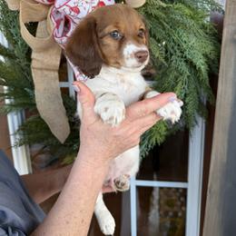 Boy 1 LIMITED AKC - Piebald male Dachshund puppy in Aurora, Missouri from Baker Farms