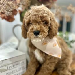 Blue - Red male Cavapoo puppy in Ephrata, Washington from Gingers Cavapoo’s
