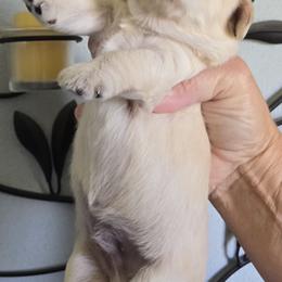 Wheaton Male - Wheaten male Miniature Schnauzer puppy in Hertford, North Carolina from Little Bug Schnauzers