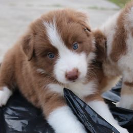 Australian Shepherd Puppies from Kiki's Aussies