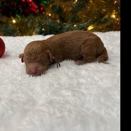 Kevin - Red  male Poodle puppy in Vilonia, Arkansas from Donna’s Pretty Poodles