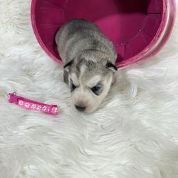 Abaska - Gray and white female Siberian Husky puppy in Collins, Iowa from Homegrown Huskies