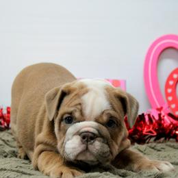Mia - Fawn female Bulldog puppy in Lewisberry, Pennsylvania from Salted Rim Corgis
