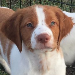 Brittany Puppies from Fernhill Brittanys