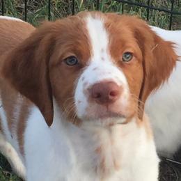 Brittany Puppies from Fernhill Brittanys