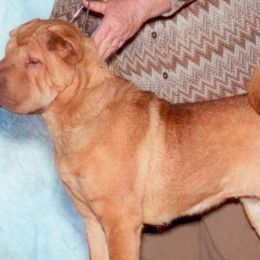 Chinese Shar-Pei from Windswept Kennel