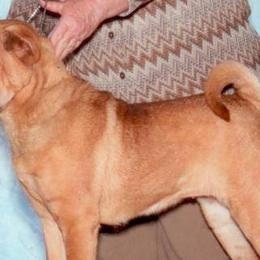 Chinese Shar-Pei from Windswept Kennel