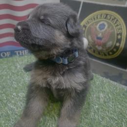 Blue collar Boy 1 - Black and tan male German Shepherd puppy in Joshua, Texas from American Viking GSD Ranch