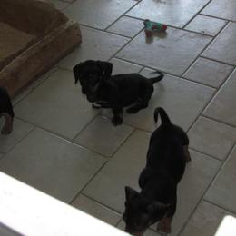 Bennie - Black and tan male Dachshund puppy in Harvard, Illinois from Lori's Cavalier King Charles Spaniels & Dachshunds