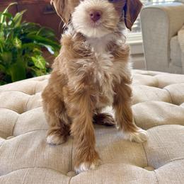 Goldendoodle puppies from Hilltop Doodles and Poodles