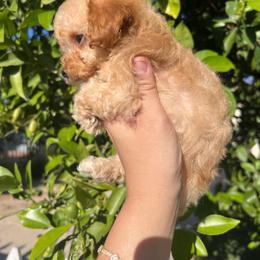 Baby - Apricot male Poodle puppy in Riverside, California from Poodles and Frenchies