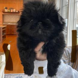 Brown - Black male Pekingese puppy in New Palestine, Indiana from Hausers Perfect Pekingese
