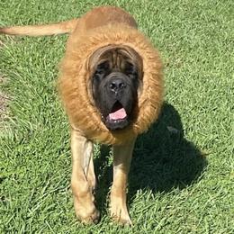 Mastiffs from Big Z English Mastiff
