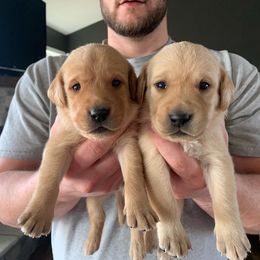 Labrador Retriever Puppies from County Line Gun Dogs