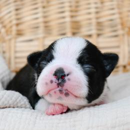 Wally - Black and white male Boston Terrier puppy in Plymouth, New Hampshire from Punk Kennels
