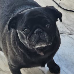 Coco - Pug