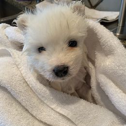 Samoyed Puppies from Falling cedar farm samoyeds