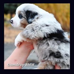 Labrador Retriever and Miniature American Shepherd Puppies from ROCK CREEK LABRADORS Pasco, WA