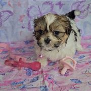 Lyla - Black gold and white Cavatzu puppy in Sandy, Utah from Pulley Puppies