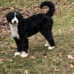 Dory - Bernedoodle