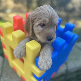 Cotton - Red  male Goldendoodle puppy in Placerville, California from New Dawn Poodles and Doodles