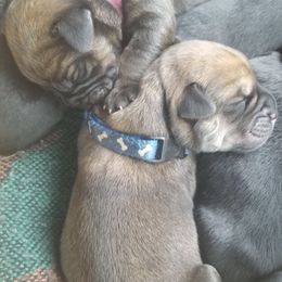 Cane Corso from Jacqualyns Cane Corso