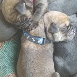 Cane Corso from Jacqualyns Cane Corso