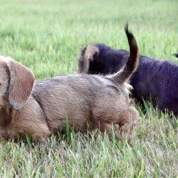 BUZZ - Red male Dachshund puppy in Mc Neil, Arkansas from Shining A Lowriders & Co.