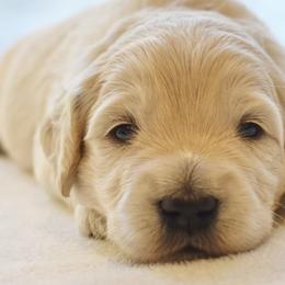 Waffles (blue boy) - Cream male Goldendoodle puppy in Loveland, Ohio from Timberidge Goldendoodles