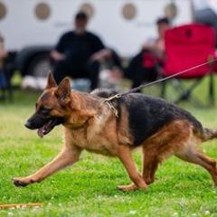 Gia - German Shepherd