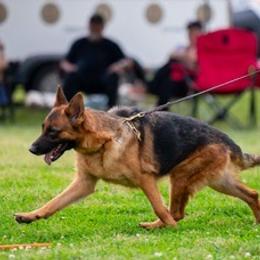 Gia - German Shepherd