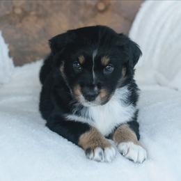 Pink - Black tri-color female Australian Shepherd puppy in Yakima, Washington from Naches Heights Ranch